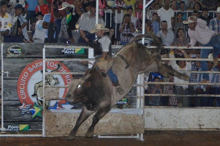 Pecuária bovina movimenta o agronegócio nacional — setor projeta recorde de exportações em maio de 2026.