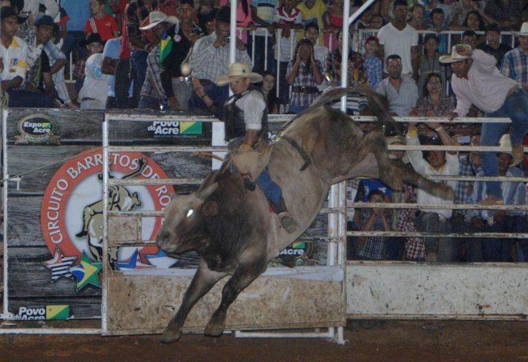 Pecuária bovina movimenta o agronegócio nacional — setor projeta recorde de exportações em maio de 2026.