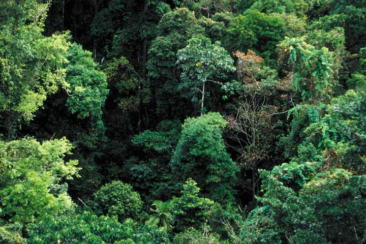 Dossel de floresta tropical visto de cima