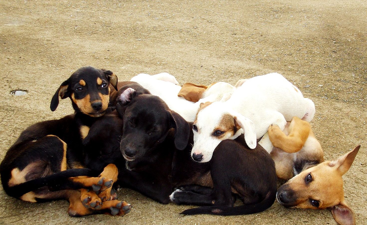 Filhotes de cachorro sem raça definida