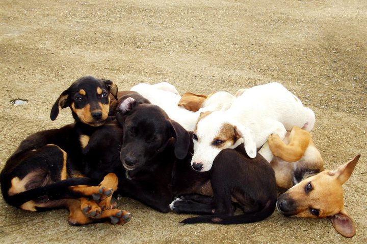 Filhotes de cachorro sem raça definida