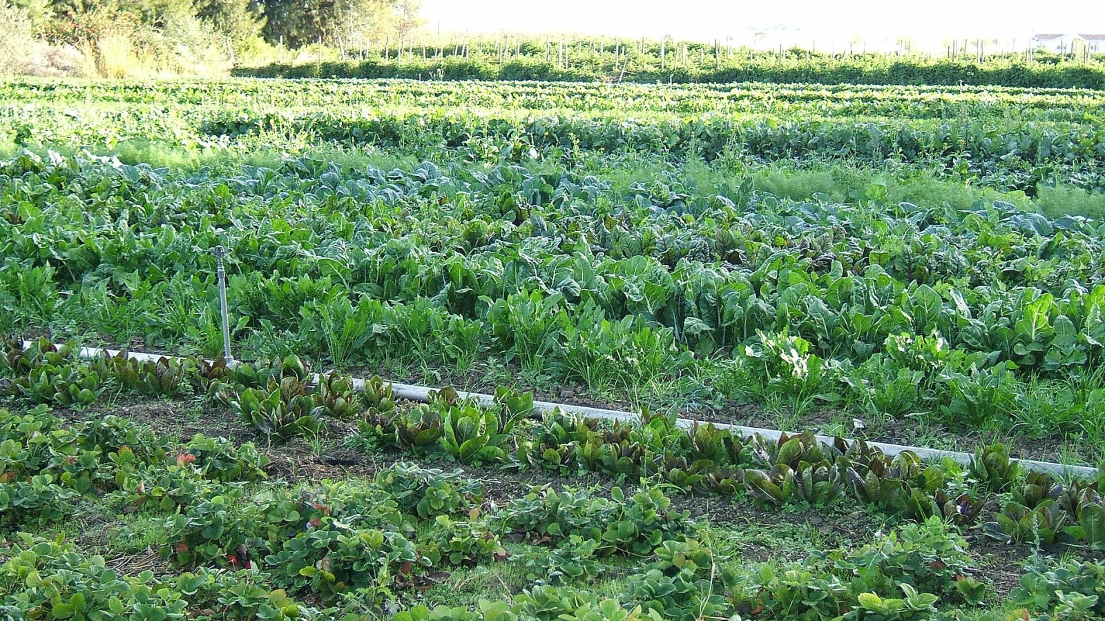 Cultivo de hortaliças