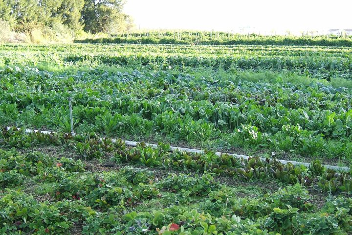 Cultivo de hortaliças
