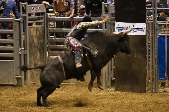 Competidor durante prova de montaria em touros da PBR