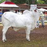 Touro nelore em exposição agropecuária