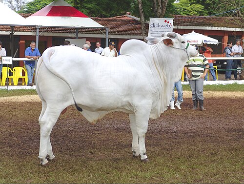 Touro nelore em exposição agropecuária