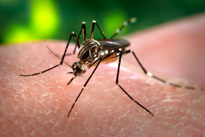Cuiabá vistoria quase 575 mil imóveis no combate ao Aedes aegypti