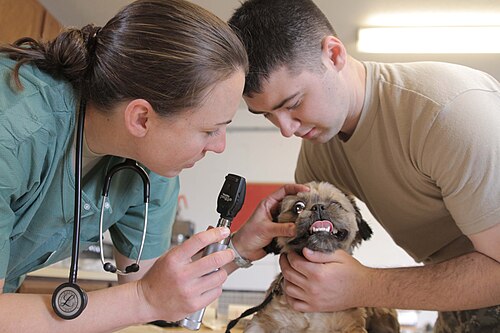 Veterinária vacina cachorro