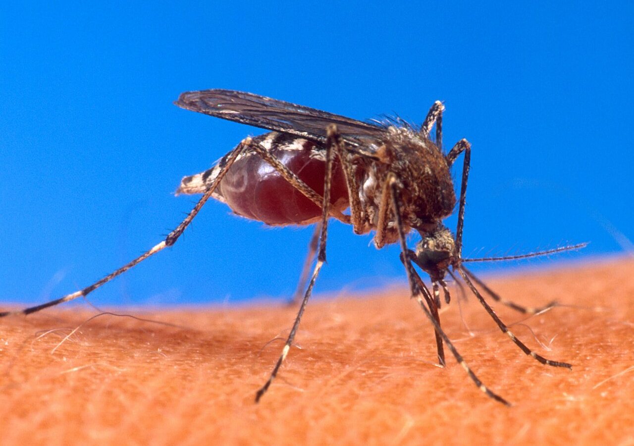 Prevenção à dengue