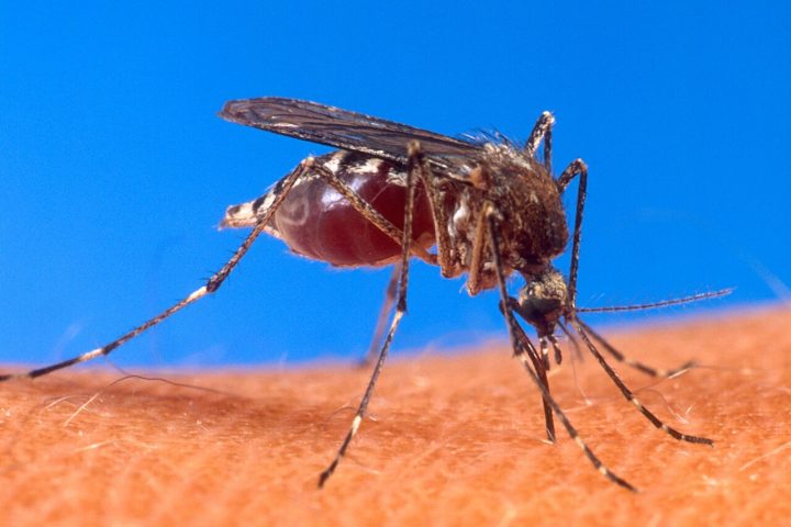 Prevenção à dengue