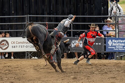 Montaria em touro durante prova de rodeio