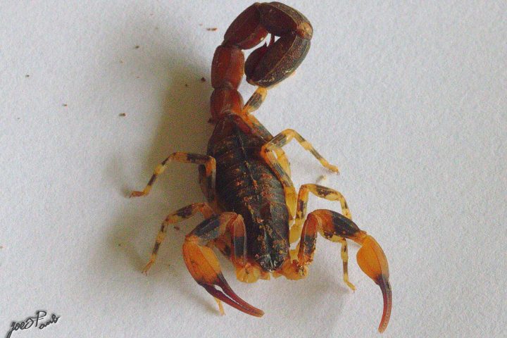 Tityus bahiensis