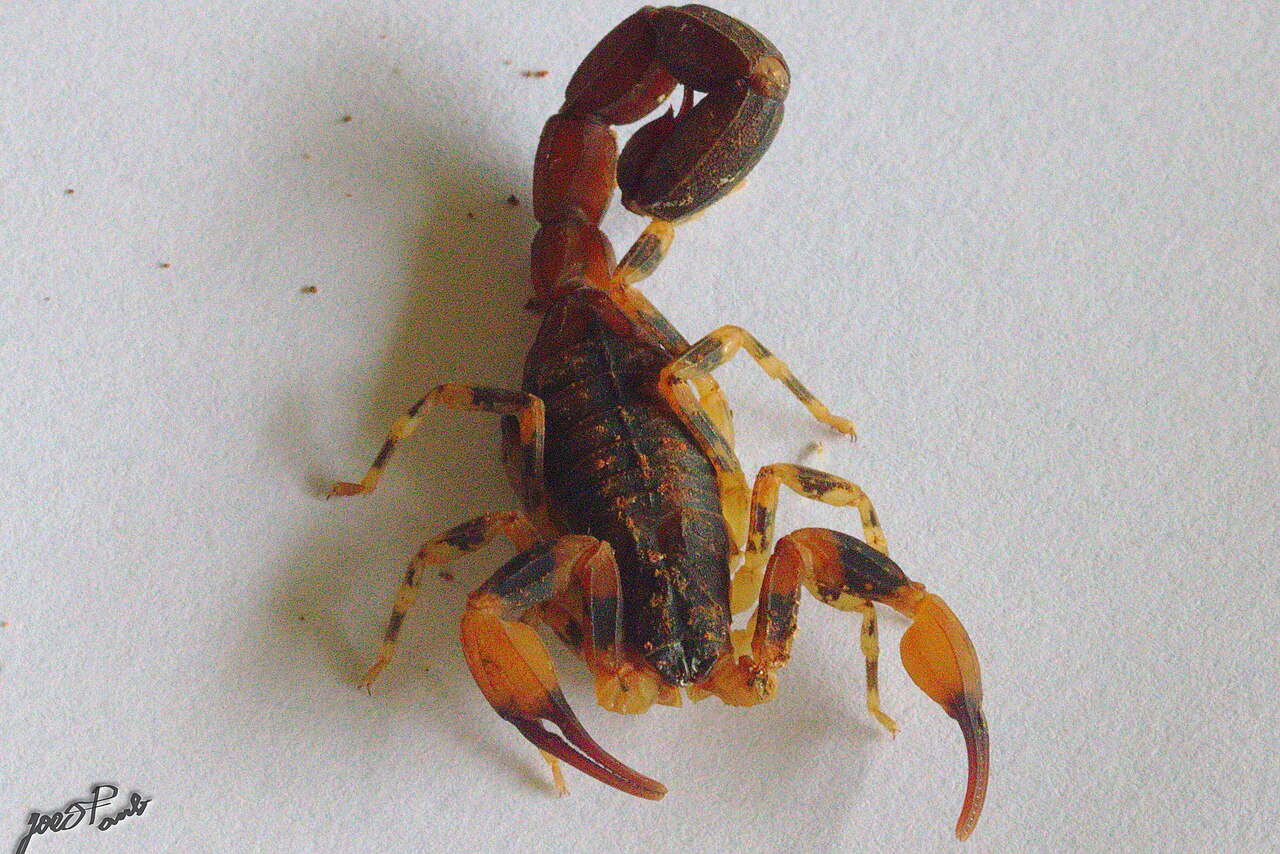 Tityus bahiensis