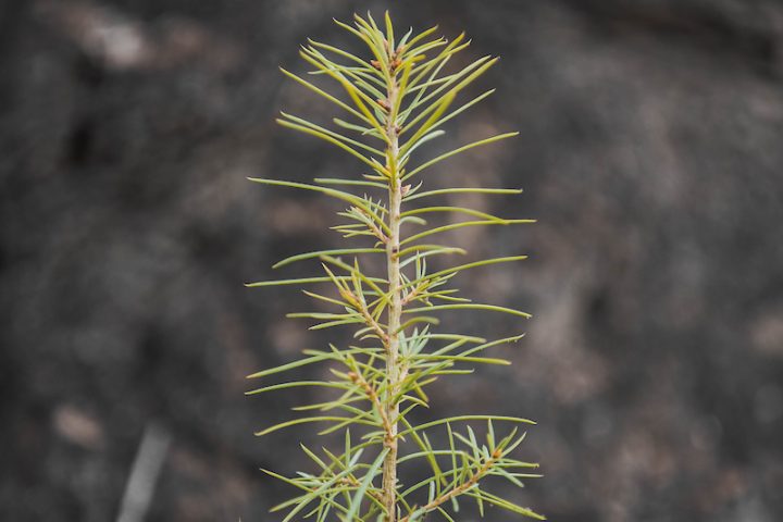 Família Giroletti planta muda em homenagem ao pioneiro que dá nome ao Parque Tecnológico de Sorriso