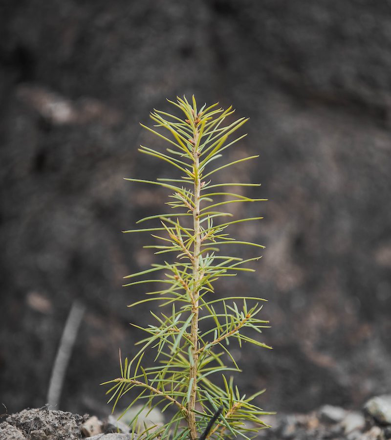 Família Giroletti planta muda em homenagem ao pioneiro que dá nome ao Parque Tecnológico de Sorriso