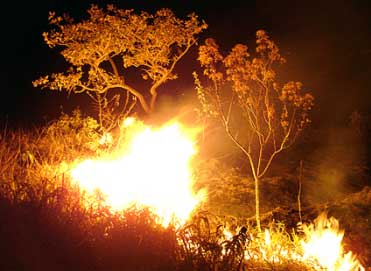Fogo em vegetação do cerrado