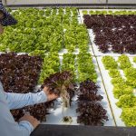 Trabalhador em estufa de cultivo hidropônico de hortaliças