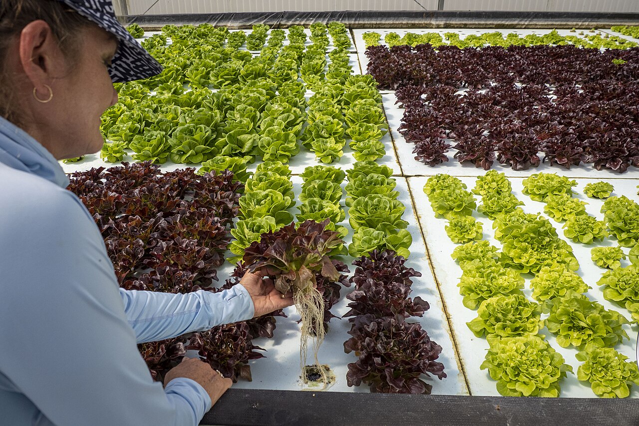 Trabalhador em estufa de cultivo hidropônico de hortaliças