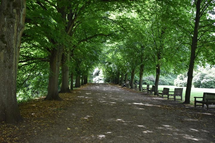 Tree lined avenue