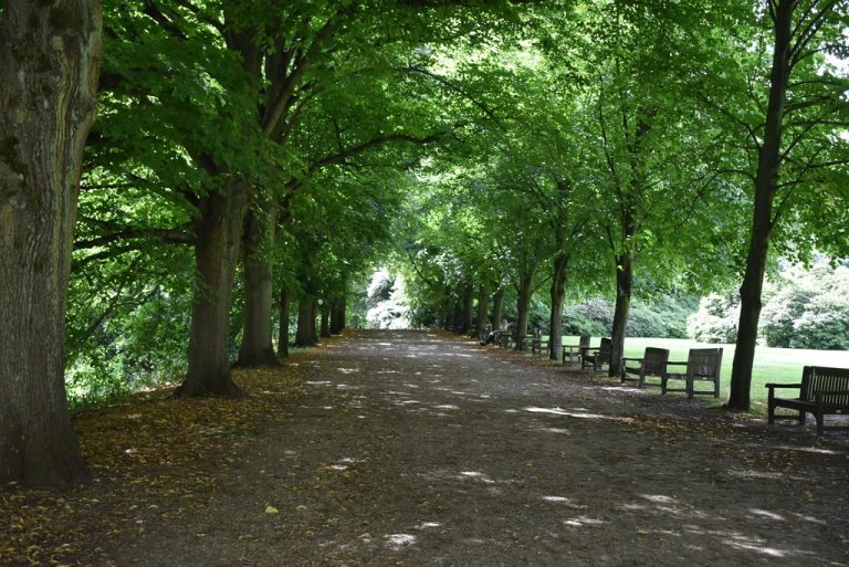Tree lined avenue