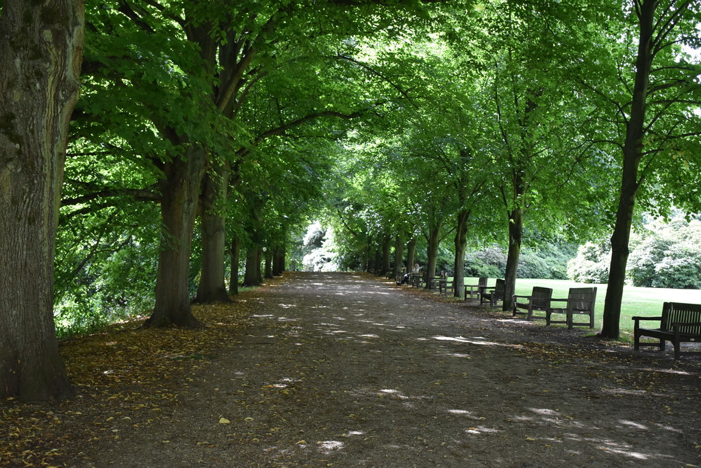 Tree lined avenue