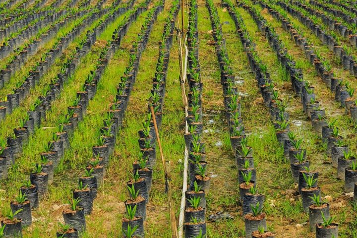 Produção de mudas em viveiro
