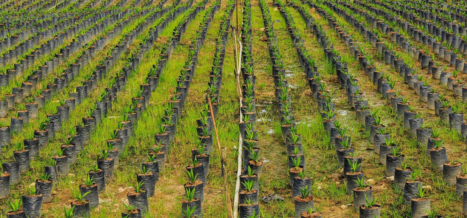Produção de mudas em viveiro