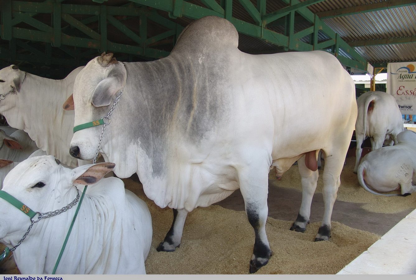 Bovinos da raça nelore em exposição agropecuária