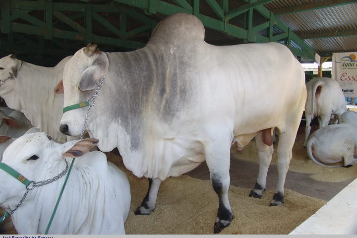 Bovinos da raça nelore em exposição agropecuária