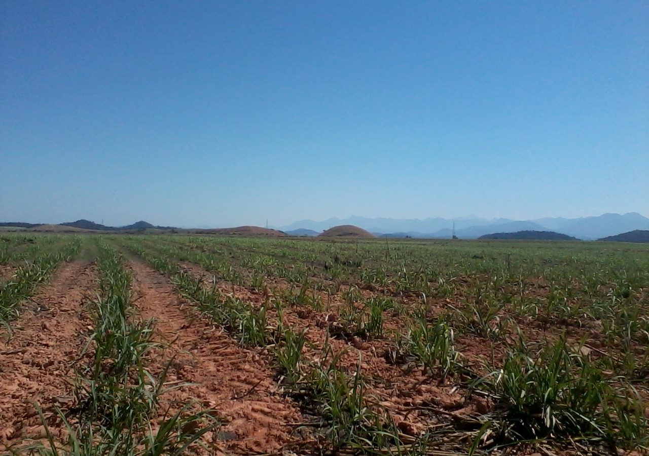 Plantação de cana-de-açúcar