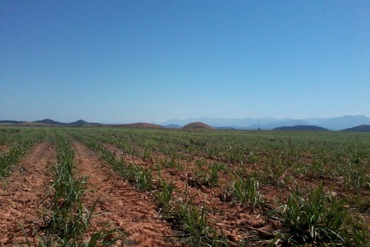 Plantação de cana-de-açúcar