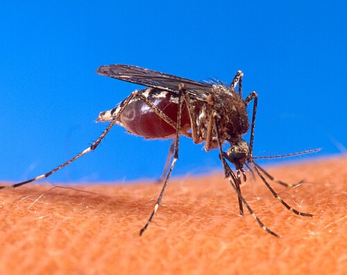 Mosquito Aedes aegypti em pele humana