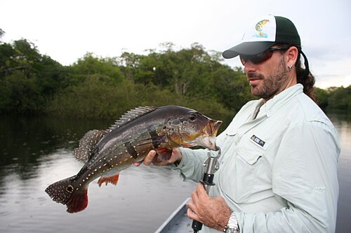 Peixe fisgado em pescaria esportiva em rio da Amazônia