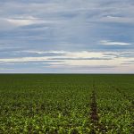 Lavoura de soja em Mato Grosso