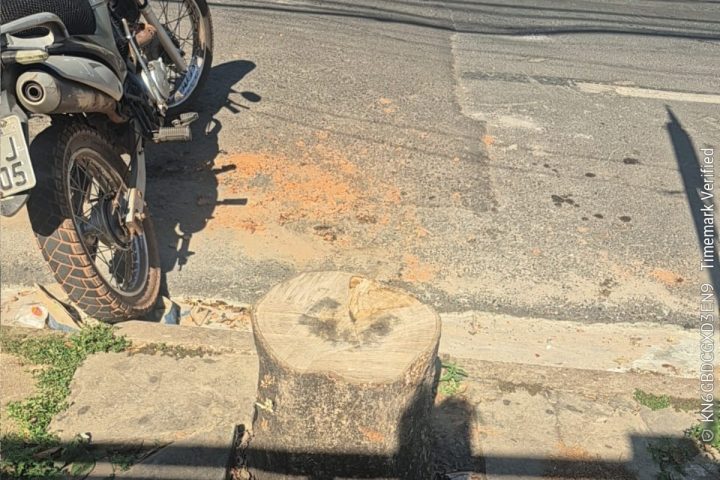 Prefeitura autua proprietário por corte de dois oitis sem autorização no bairro Quilombo