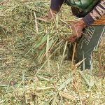 Prefeitura e Empaer capacitam produtores do Sadia III em produção de silagem