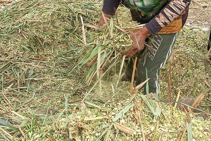 Prefeitura e Empaer capacitam produtores do Sadia III em produção de silagem
