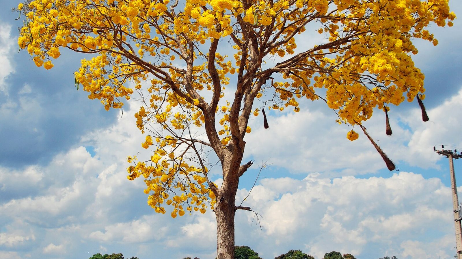 Ipê-amarelo, uma das espécies produzidas no mutirão do viveiro municipal de Cuiabá