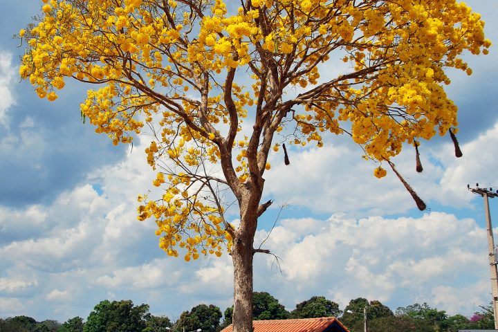 Ipê-amarelo, uma das espécies produzidas no mutirão do viveiro municipal de Cuiabá