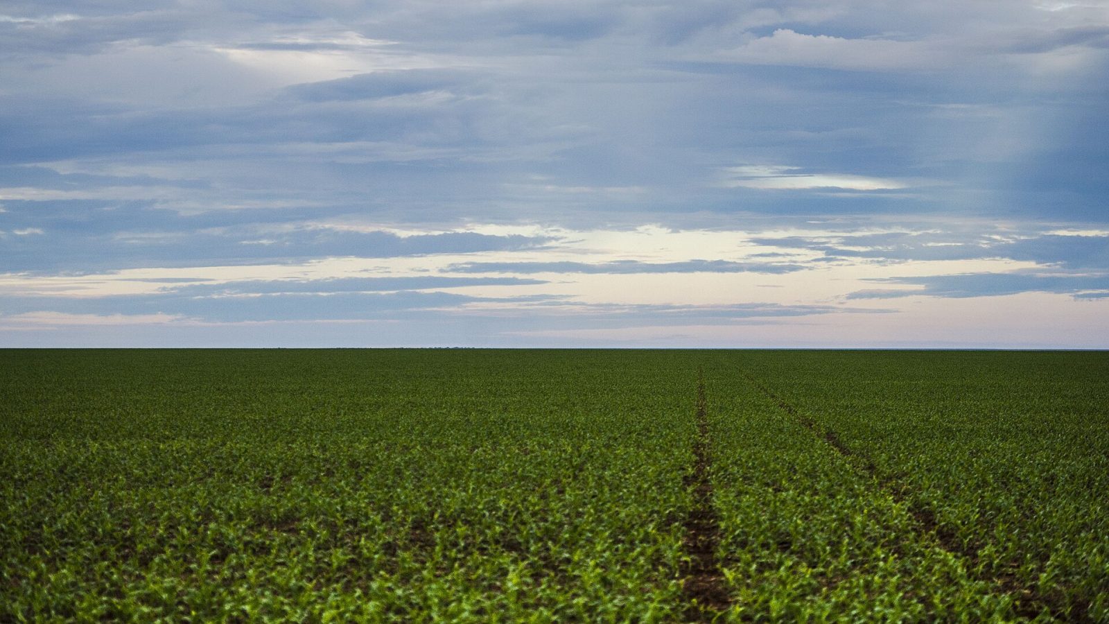 Plantação em Mato Grosso, imagem ilustrativa de agricultura familiar