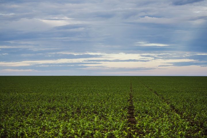 Plantação em Mato Grosso, imagem ilustrativa de agricultura familiar