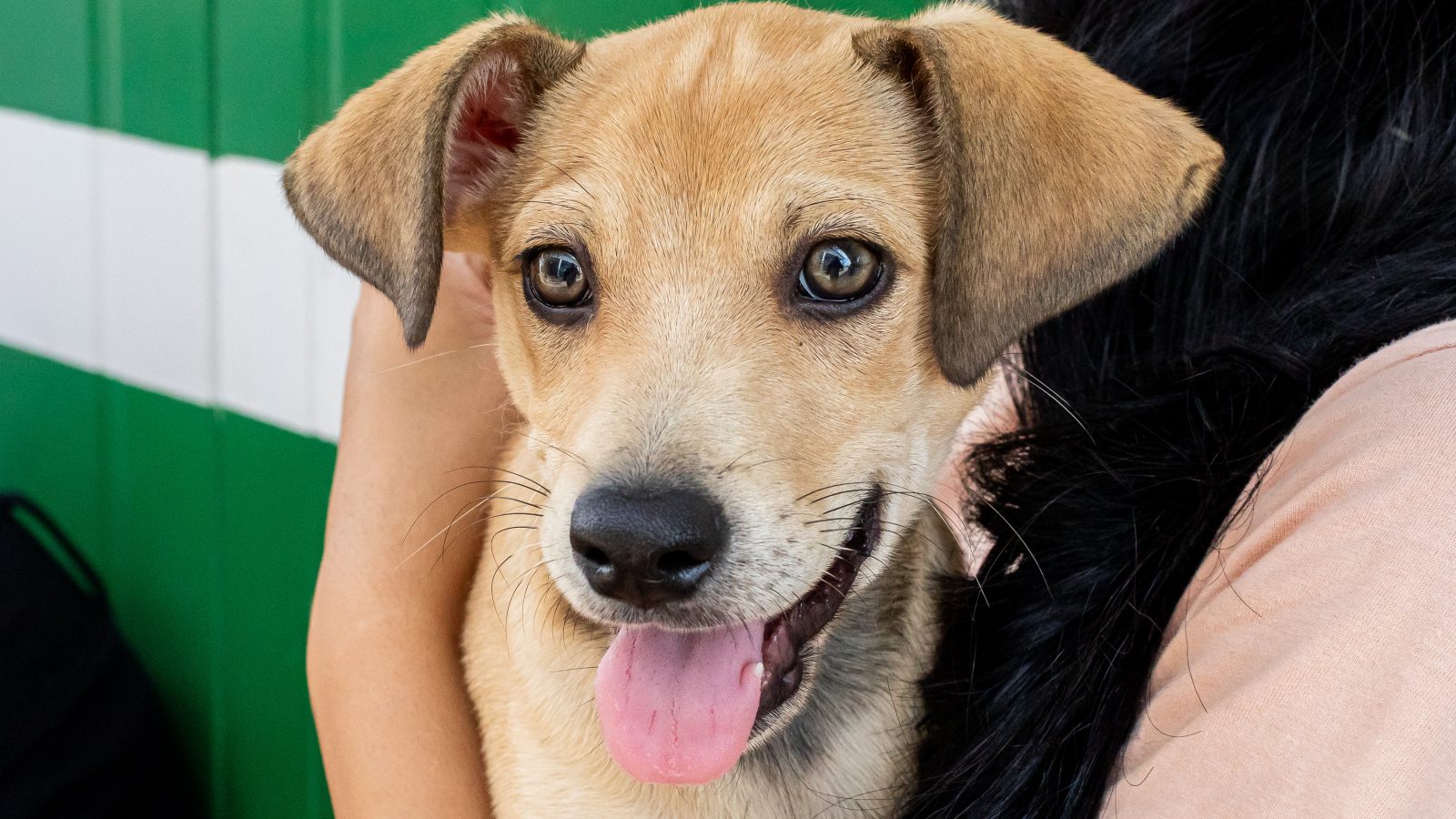 Adoções superam resgates no canil municipal de Cuiabá, com 35 cães em novos lares em dois meses