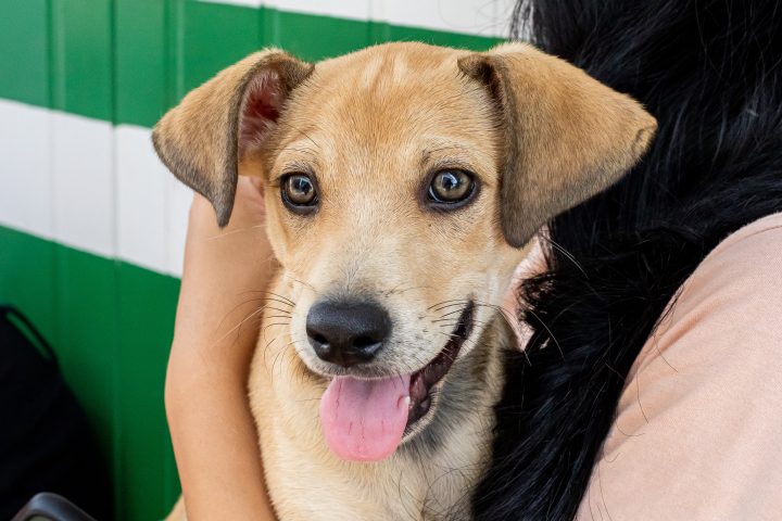Adoções superam resgates no canil municipal de Cuiabá, com 35 cães em novos lares em dois meses