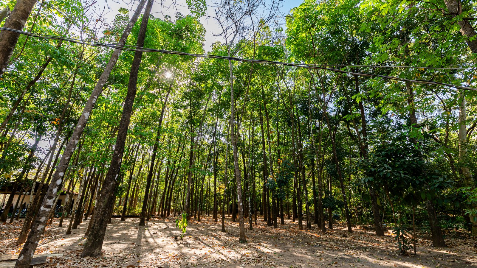 Cuiabá inicia cronograma de arborização com 200 mudas na Avenida Beira Rio