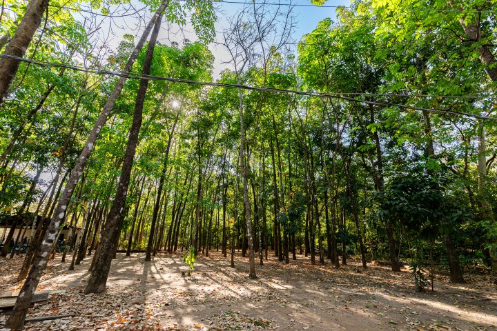 Cuiabá inicia cronograma de arborização com 200 mudas na Avenida Beira Rio