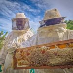 Sinop recebe a 1ª Feira do Mel de 5 a 7 de setembro na Praça da Bíblia
