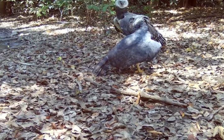 Casal de harpias, maior águia das Américas, é registrado em área de mata às margens do Teles Pires, em Sinop