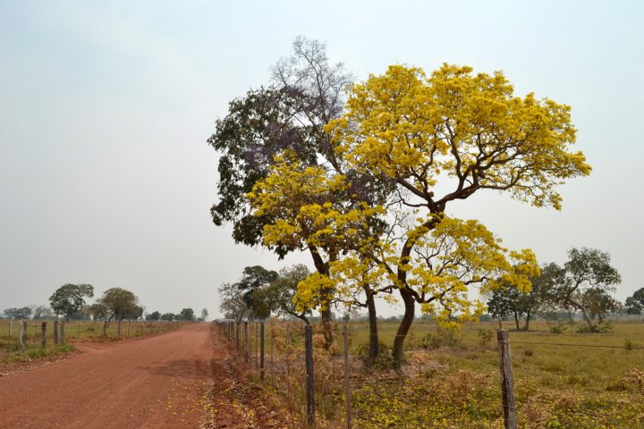 Ipê-amarelo florido