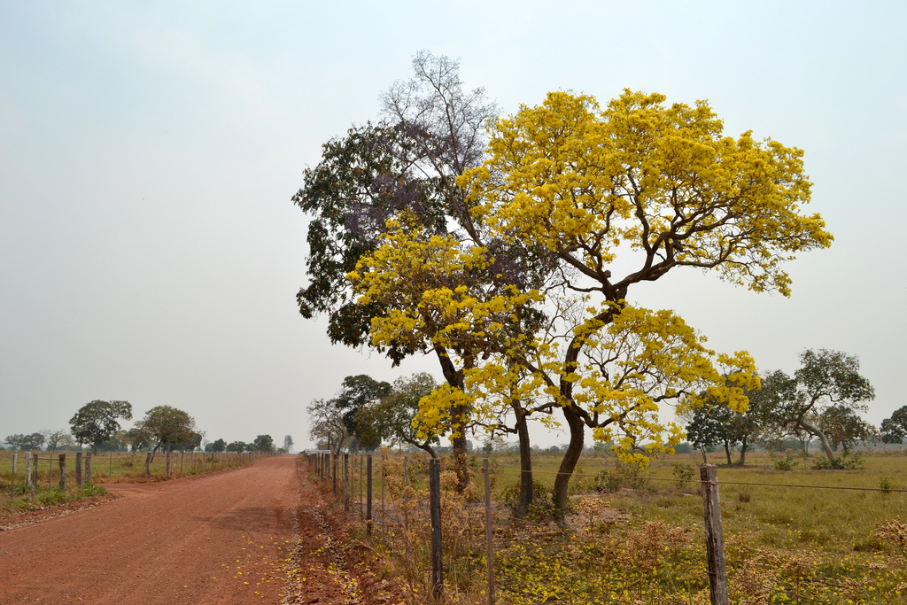 Ipê-amarelo florido