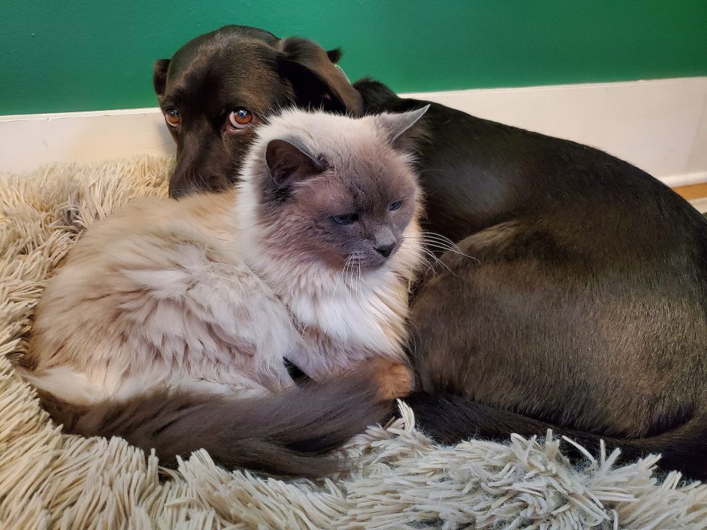Gato siamês e cachorro deitados juntos sobre um tapete